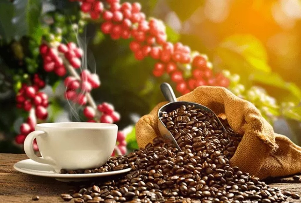 Mercado de café segue tendência de alta, o que anima os produtores