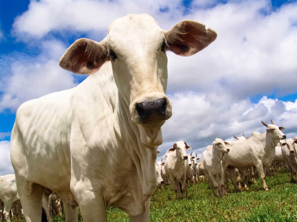 Mercado do boi gordo reage e anima pecuaristas