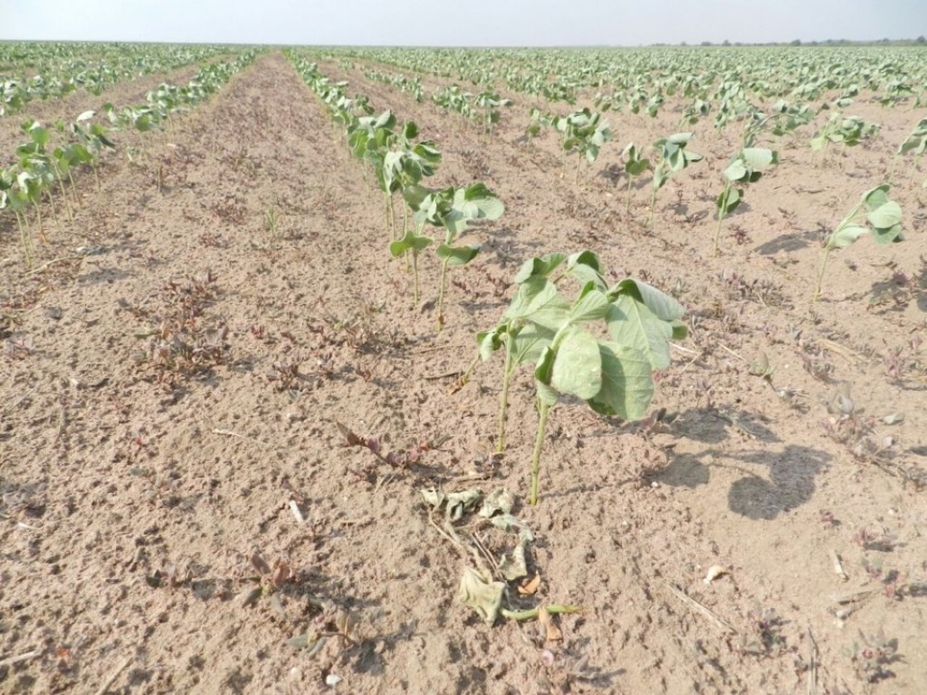 Conab traça perfil nacional da sojicultura diante das intempéries climáticas