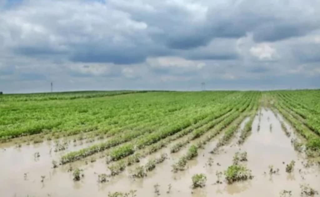 Chuvas devastadoras no RS causam prejuízos milionários ao agronegócio; veja imagens