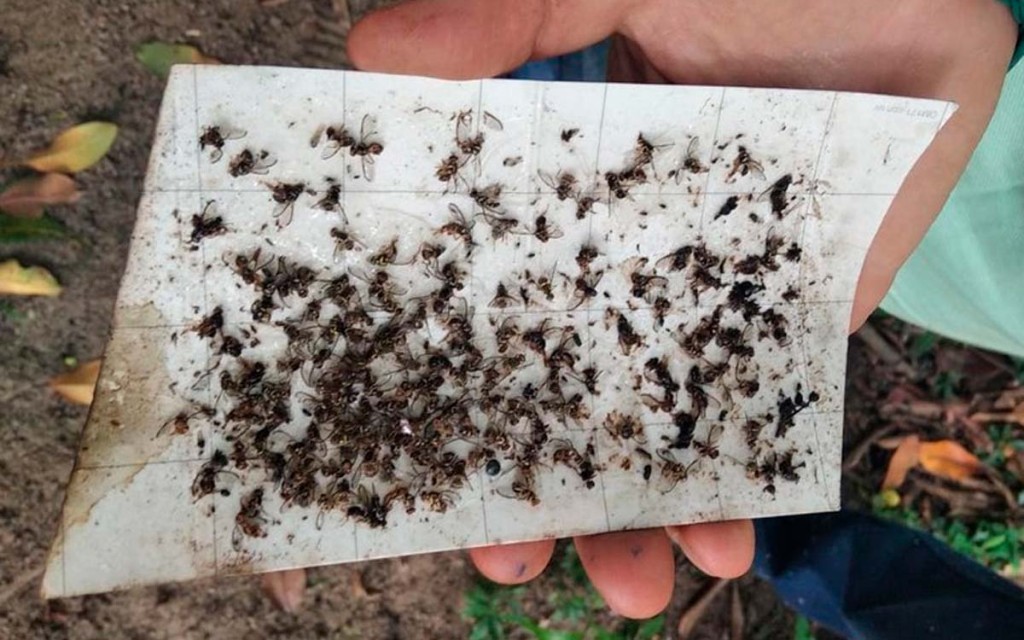 Amapá, Amazonas, Pará e Roraima enfrentam estão sob emergência fitossanitária
