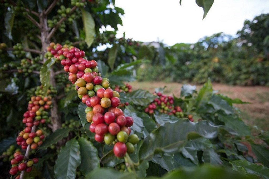 2023: exportação de café passa de 30 milhões de sacas com receita de R$ 31,4 bilhões