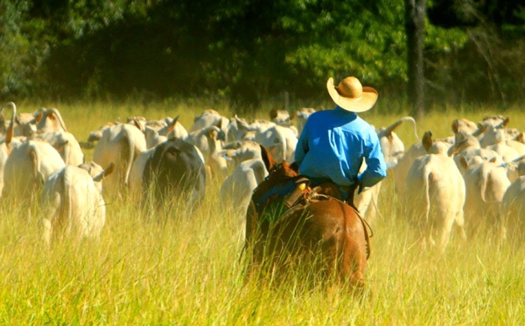 Preço da arroba do boi faz pecuaristas pedirem socorro à Frente Parlamentar