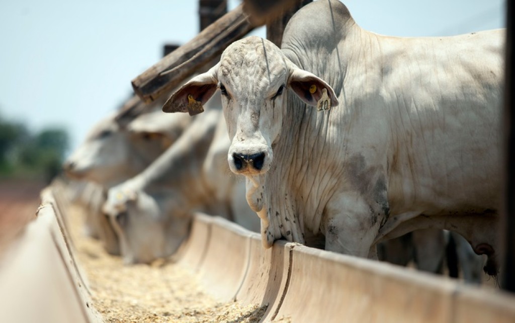 Depois de um ano volátil, mercado do boi gordo encerra 2023 estável
