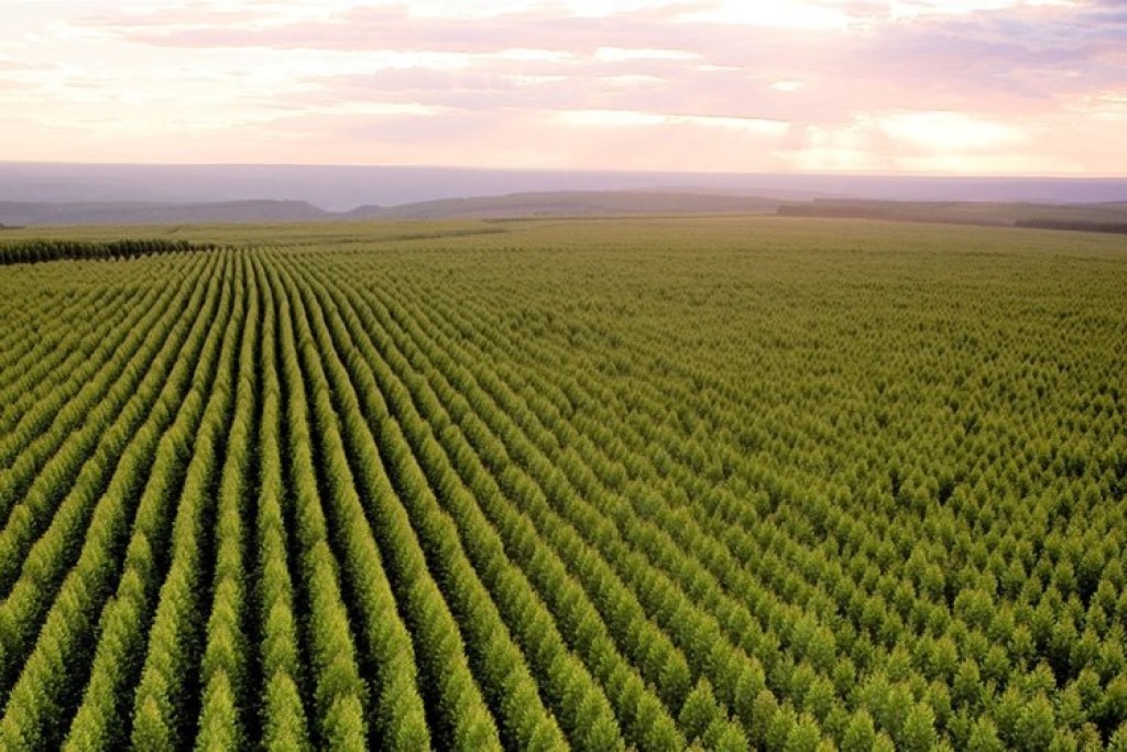 Minas tem a maior área de floresta do país