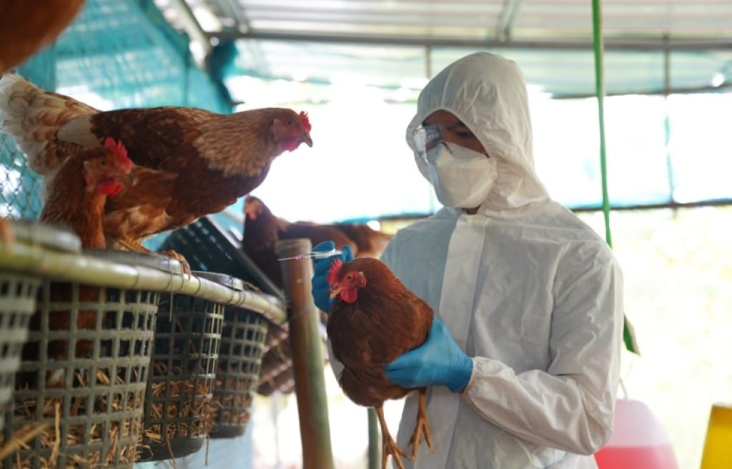 Santa Catarina declara emergência zoossanitária por causa da gripe aviária