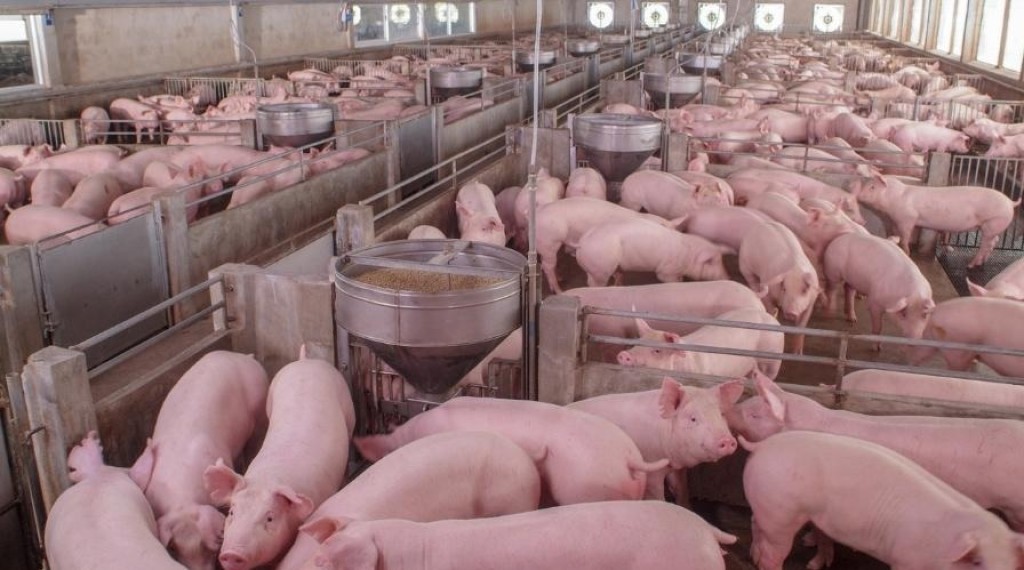 Cotação do suíno vivo atinge quase R$ 8 por quilo em Minas Gerais