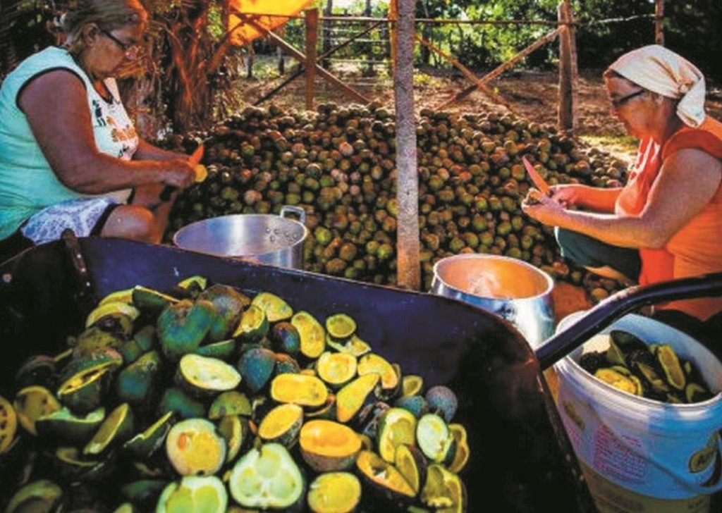 Minas Gerais investe R$ 1,5 milhão no Programa “Pró-Pequi”