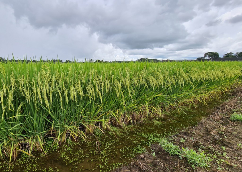Justiça suspende leilão e dá 24 horas para União e Conab explicarem a importação de arroz