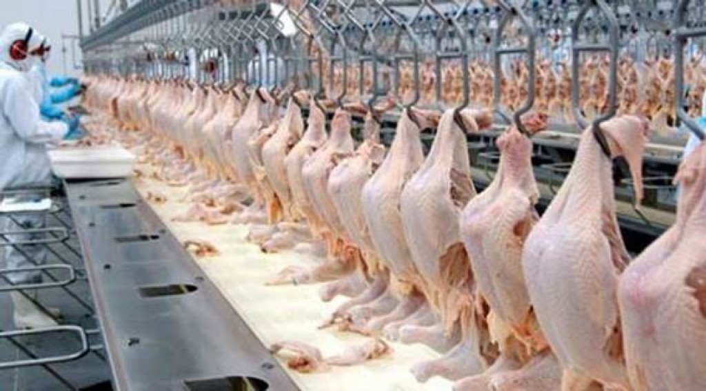 Brasil fecha acordo com a Argélia e vai ampliar exportações de frango: US$ 6,73 bilhões até agosto