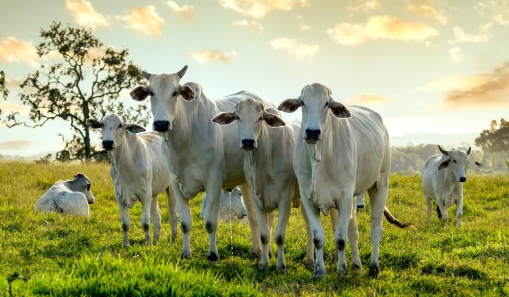 Mais de 400 animais participaram do Circuito Nelore de Qualidade 2023