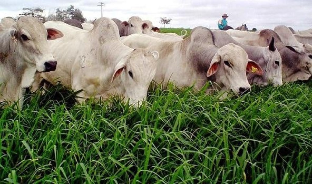 Pará sedia o evento “Diálogos Boi na Linha”