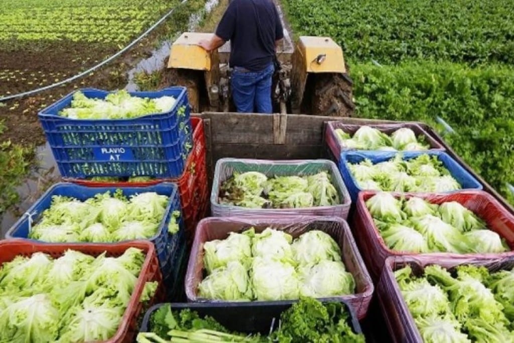 Em Timóteo, programa repassa alimentos para famílias