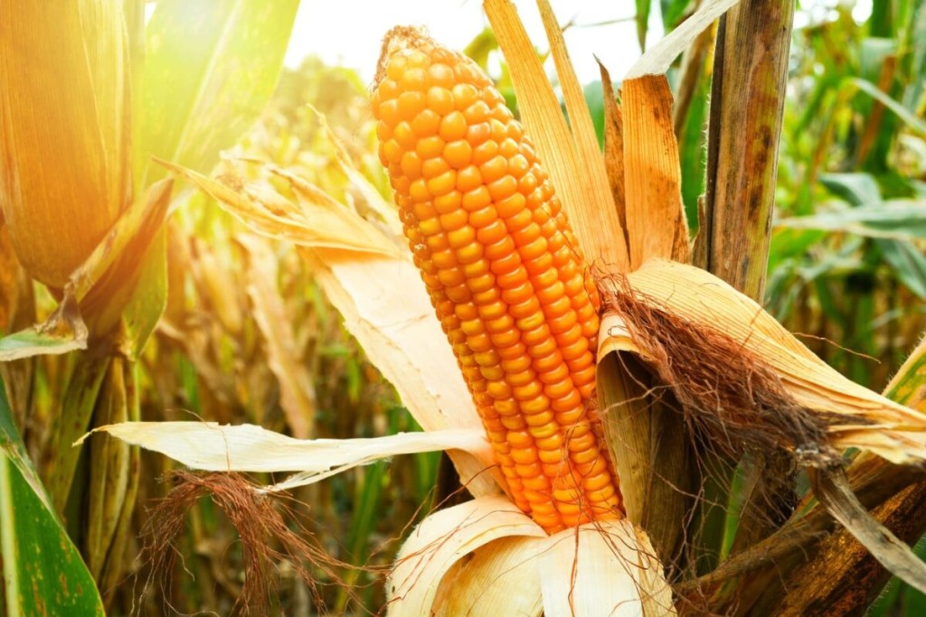 Conab anuncia 6 mil toneladas de milho para produtores do Piauí