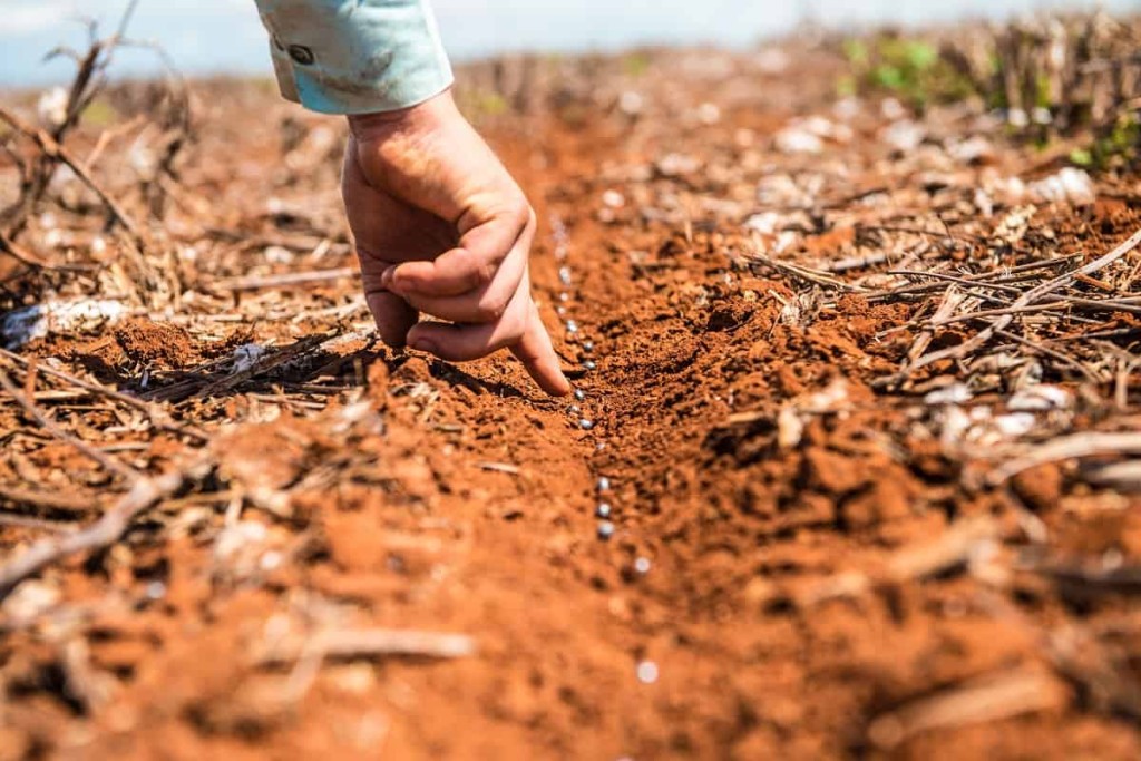 Massa de ar quente faz temperatura no solo chegar a 55 graus e prejudica soja plantada