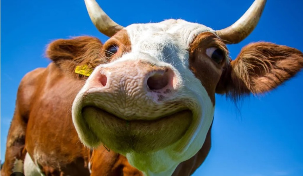 Pecuaristas buscam por tecnologia para melhorar ganhos