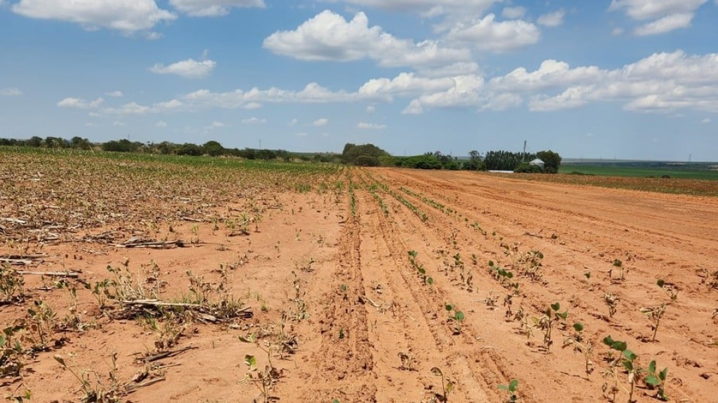 Clima: Imea alerta para a situação crítica das lavouras de soja em Mato Grosso