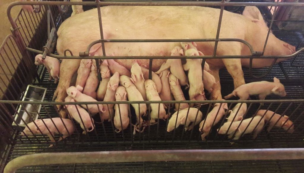 Raridade: porca pari 32 leitões de uma vez no RS