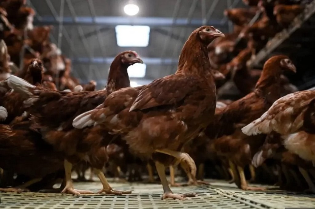 Ministério da Agricultura autoriza eventos com aves no país, a partir de 2 de janeiro