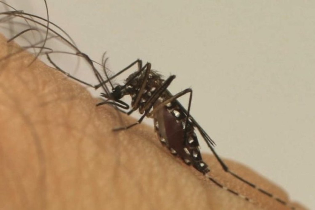 No Vale do Aço, 20 mil casos de dengue