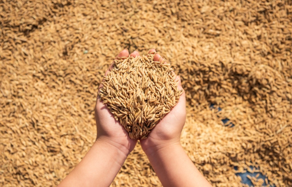 Brasil já exportou mais de 1 milhão de toneladas de arroz em 2023