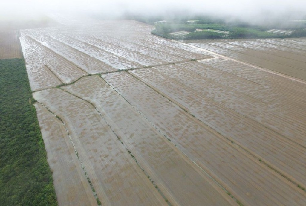 Condições climáticas adversas estão atrasando o plantio da soja brasileira