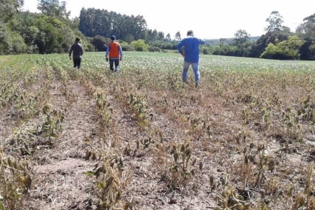 Junta orçamentária nega R$ 500 milhões para o seguro rural e FPA reage