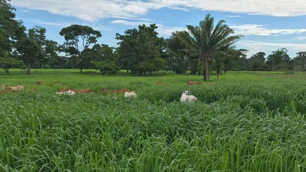 Sistema de semeadura a lanço recupera pastagens degradas no Acre
