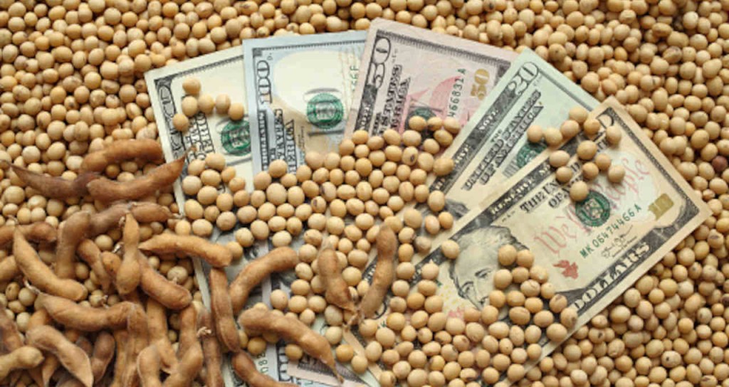 Vendas da soja na Bahia atingem 35%; mercado fecha a semana com preços em queda