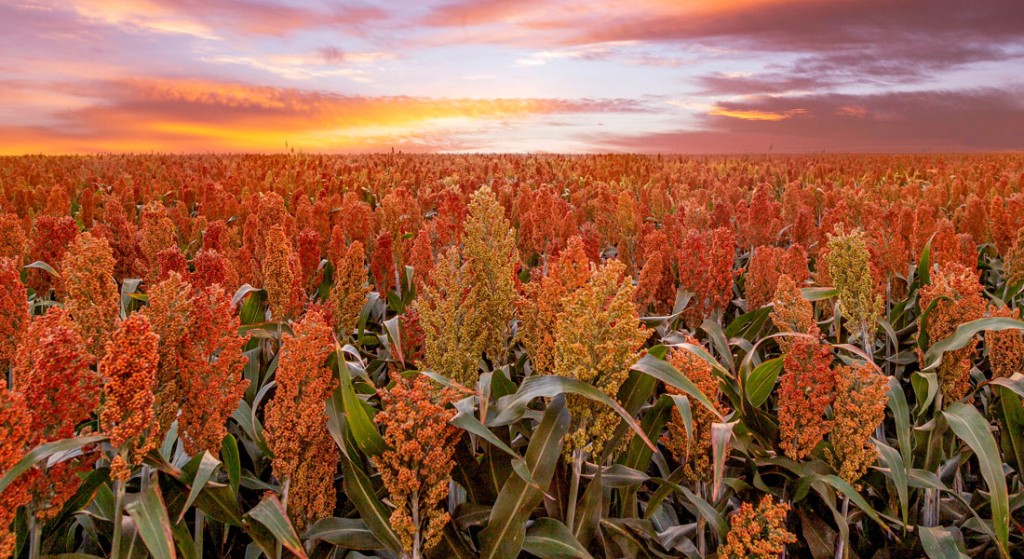 Brasil pode se tornar terceiro maior produtor mundial de sorgo