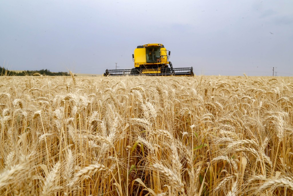 Trigo em alta: preços seguem firmes no mercado brasileiro em meio a tensões internacionais e clima adverso