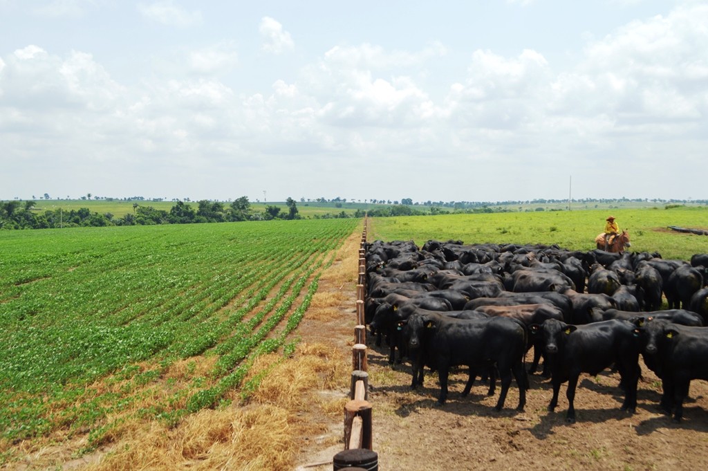 Rondônia fecha 2023 como uma das principais forças do agronegócio no Brasil
