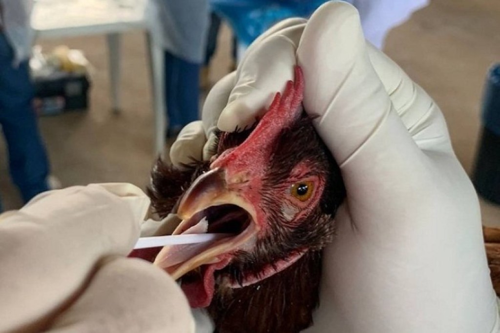 Veterinários atuam contra febre aviária