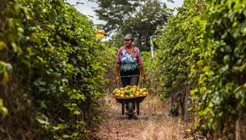 Municípios têm até 31 de dezembro para a adesão ao Sistema Integrado da Agricultura Familiar