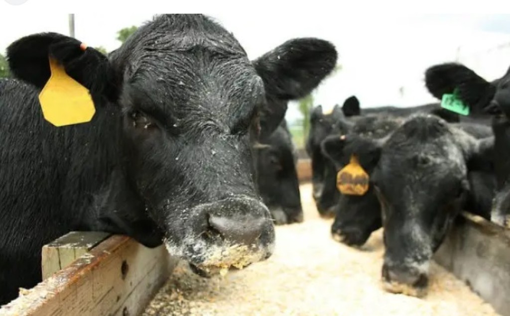 Alerta: Minas Gerais registrou 81 casos de raiva animal. Uma produtor rural morreu