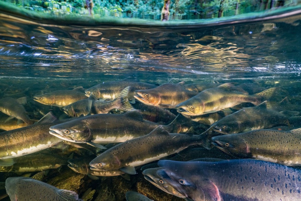 Pesquisa diz que 25% das espécies de peixes de água doce correm risco de extinção