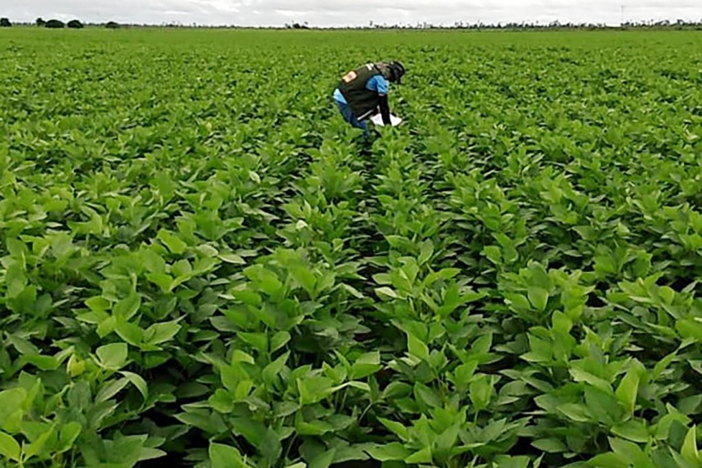 Relatório do Departamento de Agricultura dos Estados Unidos traz visão otimista do plantio de soja no Brasil