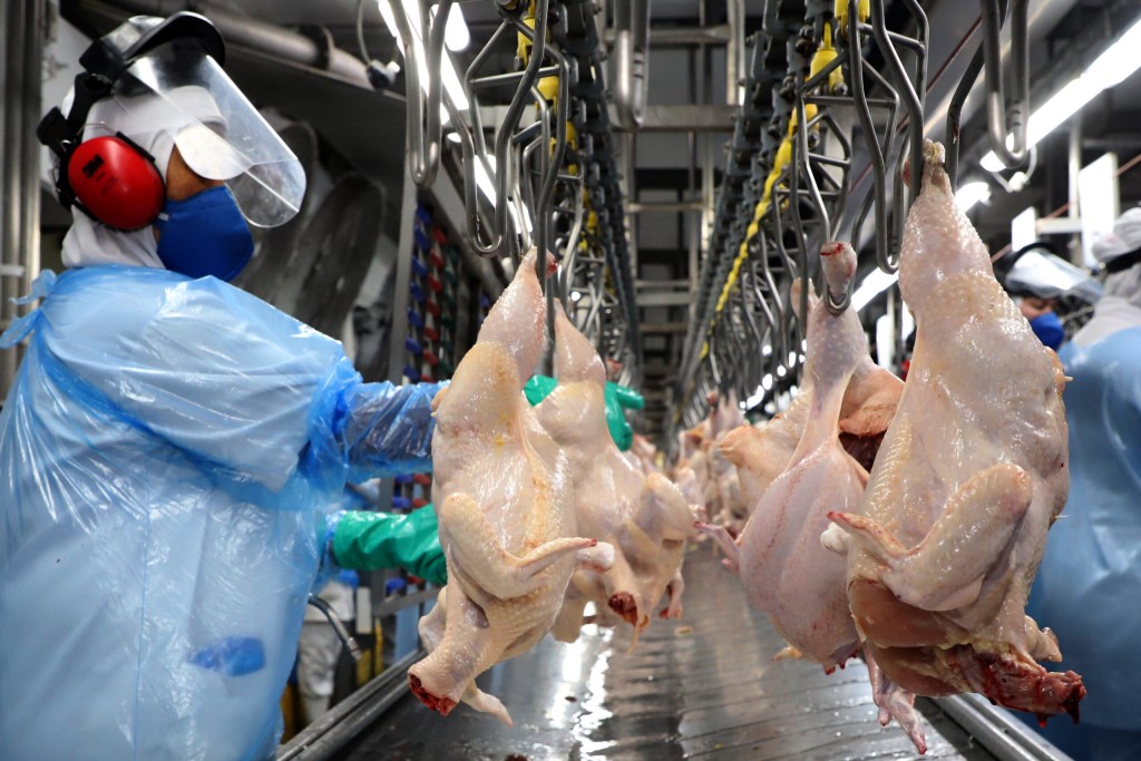 Paraná alcança maior produção semestral de frangos e suínos da história em 2023