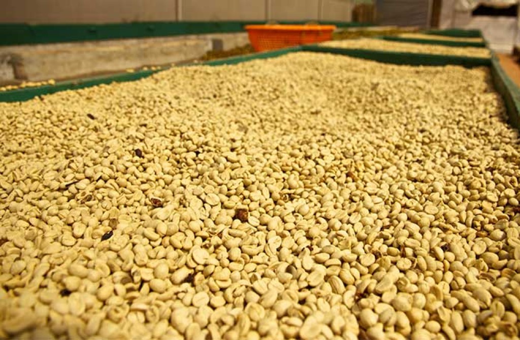Produção brasileira de amendoim cresceu 60% nos últimos 3 anos