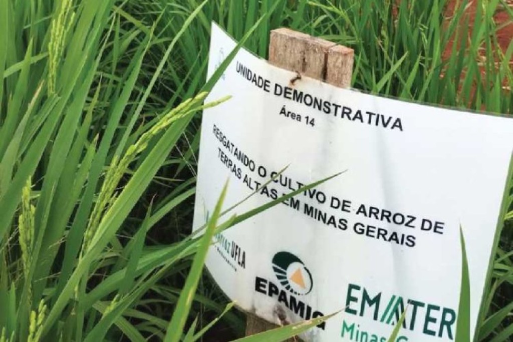 Programa incentiva arroz com café