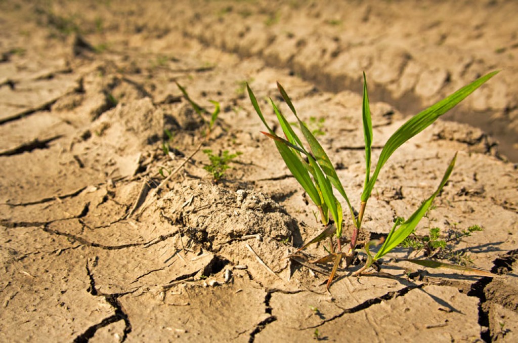 Intempéries climáticas levam Conab a reduzir previsão da safra 23/24 em 747,5 mil toneladas