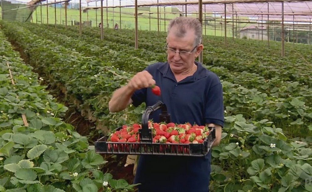 Cepea avalia como positiva a produção de morangos do sul de Minas