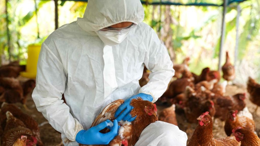 Brasil chega a 158 casos de gripe aviária e entra em “estado de atenção”