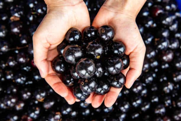 Sabará realizará 35º Festival da Jabuticaba, a partir de novembro